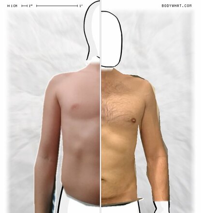 Torso Comparison