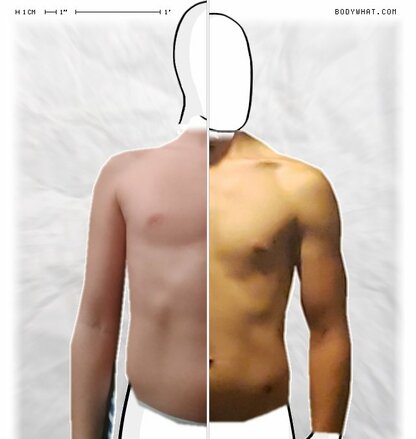 Torso Comparison