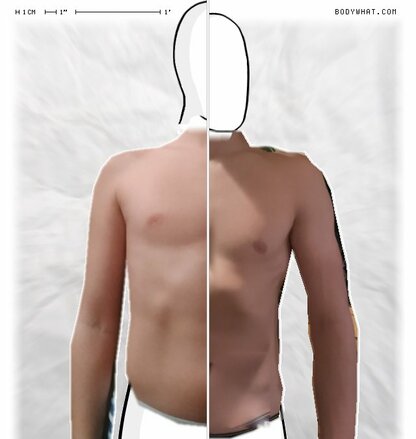 Torso Comparison