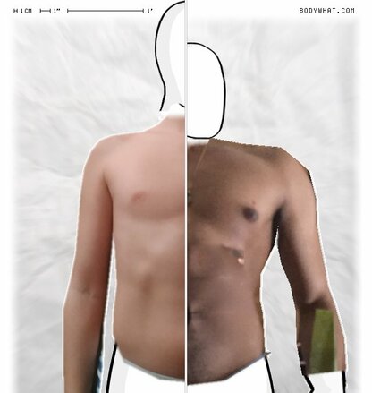 Torso Comparison