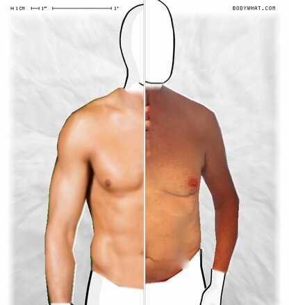 Torso Comparison