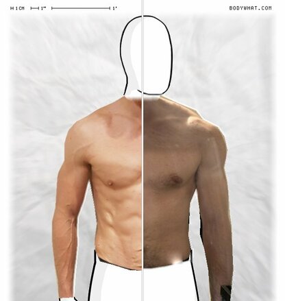Torso Comparison