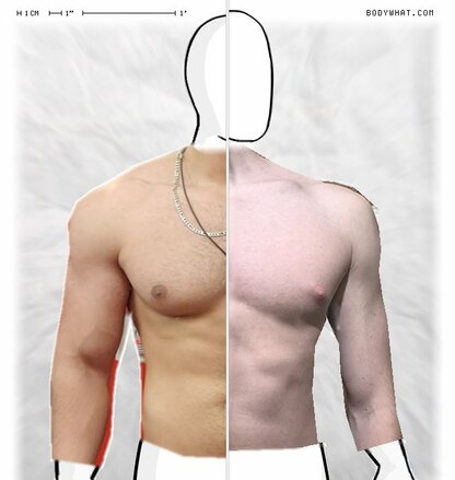 Torso Comparison
