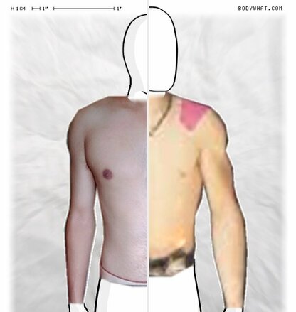 Torso Comparison