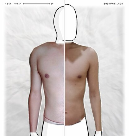 Torso Comparison