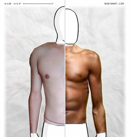 Torso Comparison