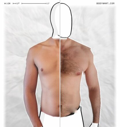 Torso Comparison