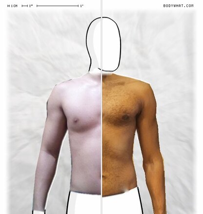 Torso Comparison
