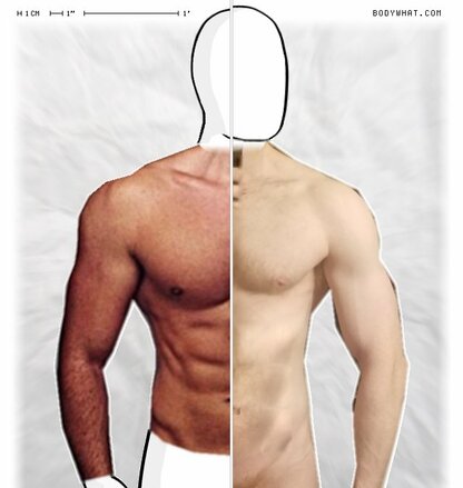 Torso Comparison