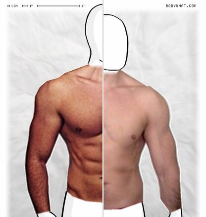 Torso Comparison