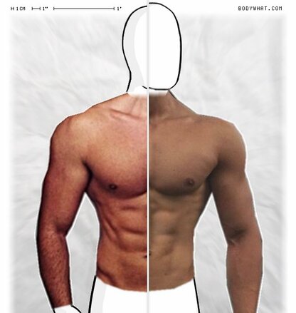 Torso Comparison