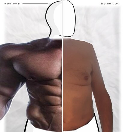 Torso Comparison