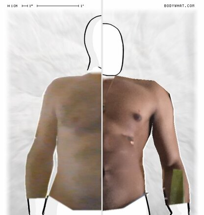 Torso Comparison