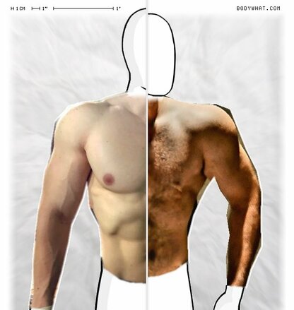 Torso Comparison