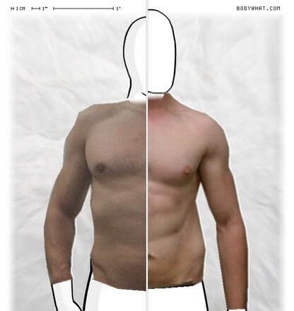 Torso Comparison