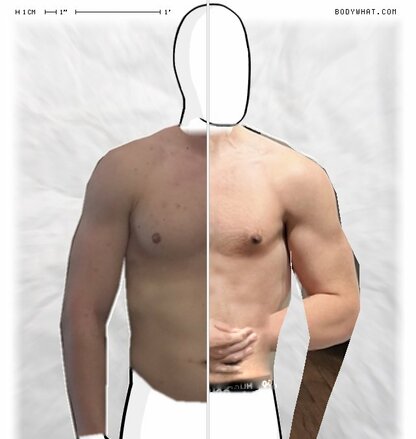 Torso Comparison