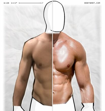 Torso Comparison