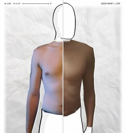 Torso Comparison