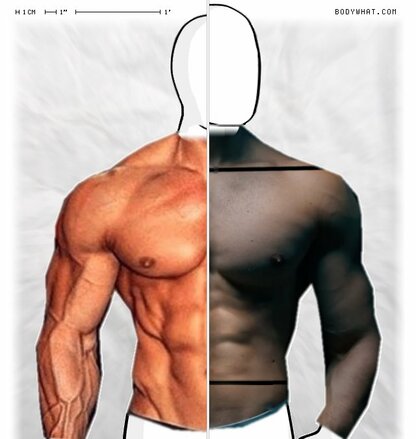 Torso Comparison
