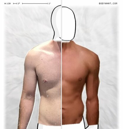 Torso Comparison