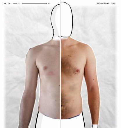 Torso Comparison