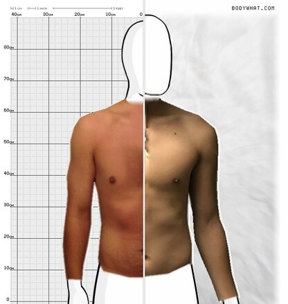 Torso Comparison