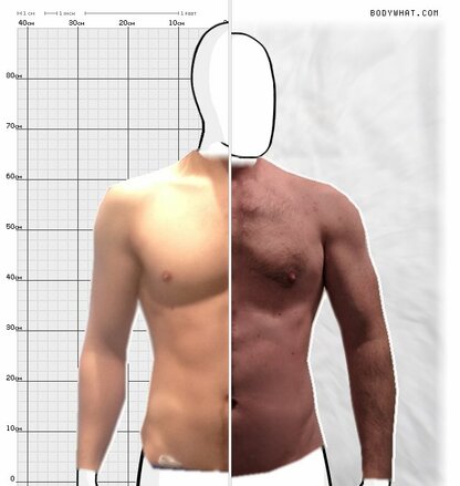 Torso Comparison