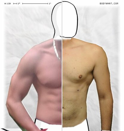 Torso Comparison