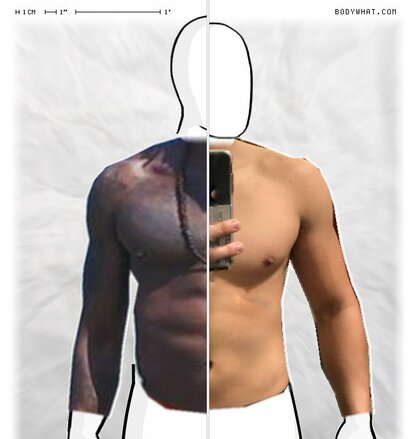 Torso Comparison