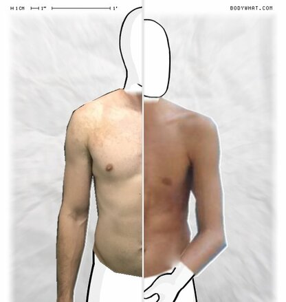 Torso Comparison