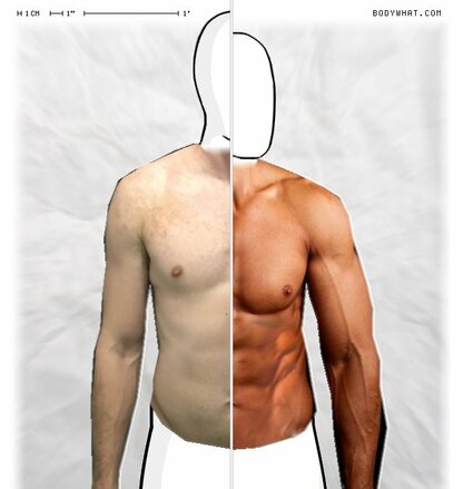 Torso Comparison