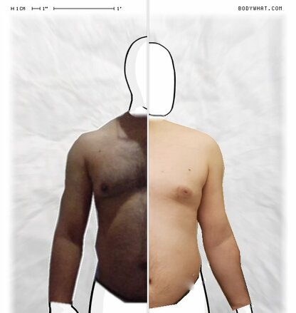 Torso Comparison