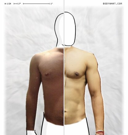 Torso Comparison