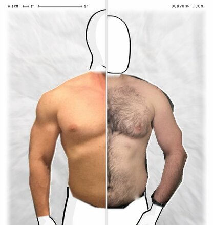 Torso Comparison