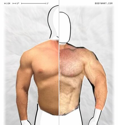 Torso Comparison