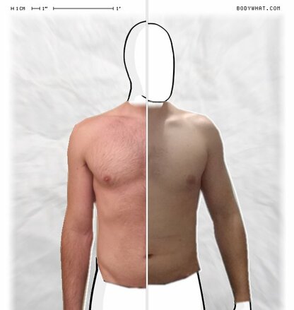 Torso Comparison