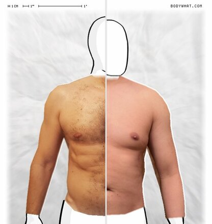 Torso Comparison