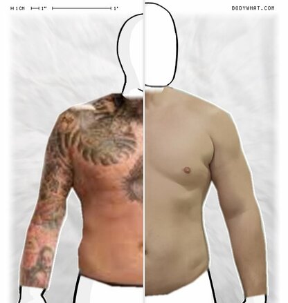 Torso Comparison