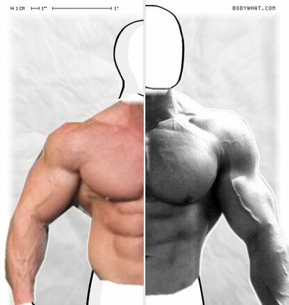 Torso Comparison