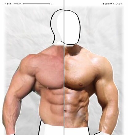 Torso Comparison
