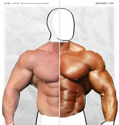 Torso Comparison