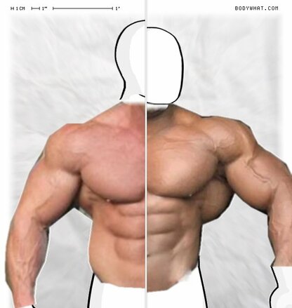 Torso Comparison