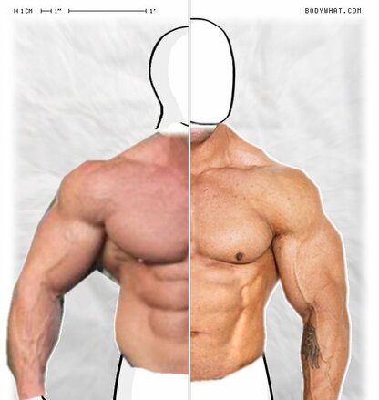 Torso Comparison