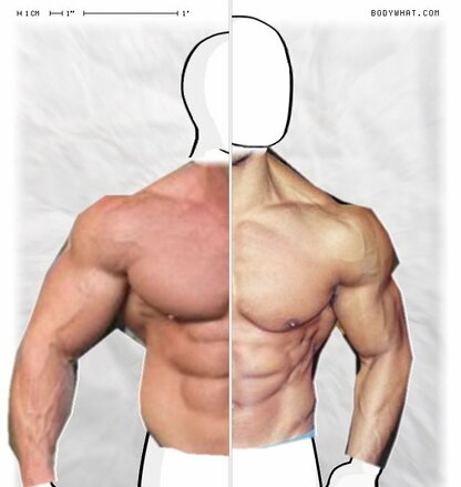 Torso Comparison