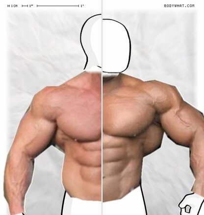 Torso Comparison
