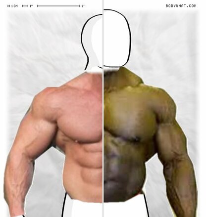 Torso Comparison