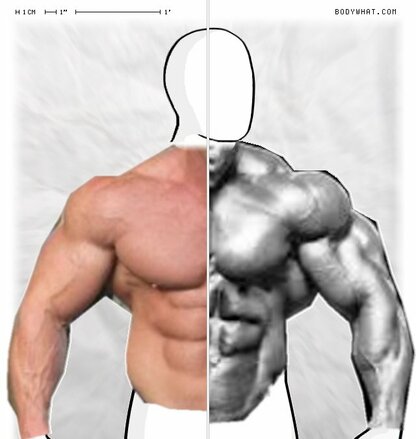 Torso Comparison