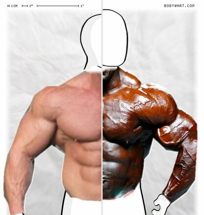 Torso Comparison