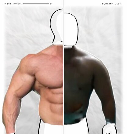 Torso Comparison