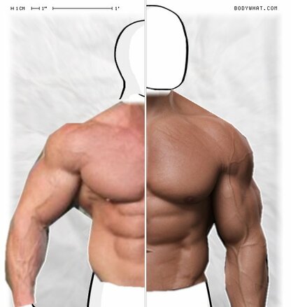 Torso Comparison